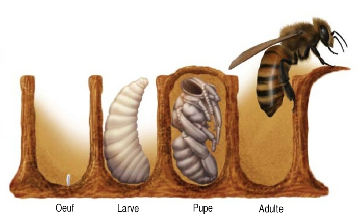 Explication Du Cycle De Vie Des Abeilles 1971